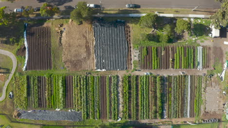 static aerial view into centered decent over community garden where people come to collaborate with nature