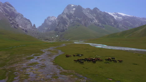 vista aérea épica de una manada de caballos salvajes deambulando por un pintoresco valle de montaña en kirguistán