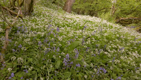 Springtime-scene-in-an-English-woodland-with-Ramsons-and-Bluebells-covering-the-ground,-panning-shot