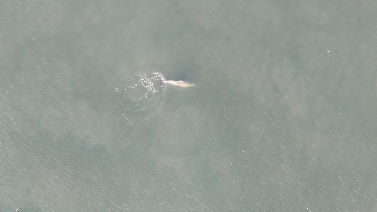 Dophine chasing glimmering fish in shallow waters