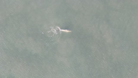 dophin jagt schimmernde fische in flachen gewässern