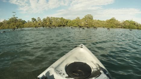 Citizen-scientist-conducting-field-research-observes-a-flock-of-Cormorants-inhabiting-an-ocean-estuary