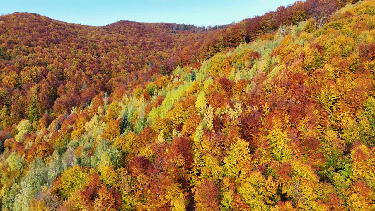 Drone footage showing dense forest covered in colorful autumn foliage in Bucovina, Romania