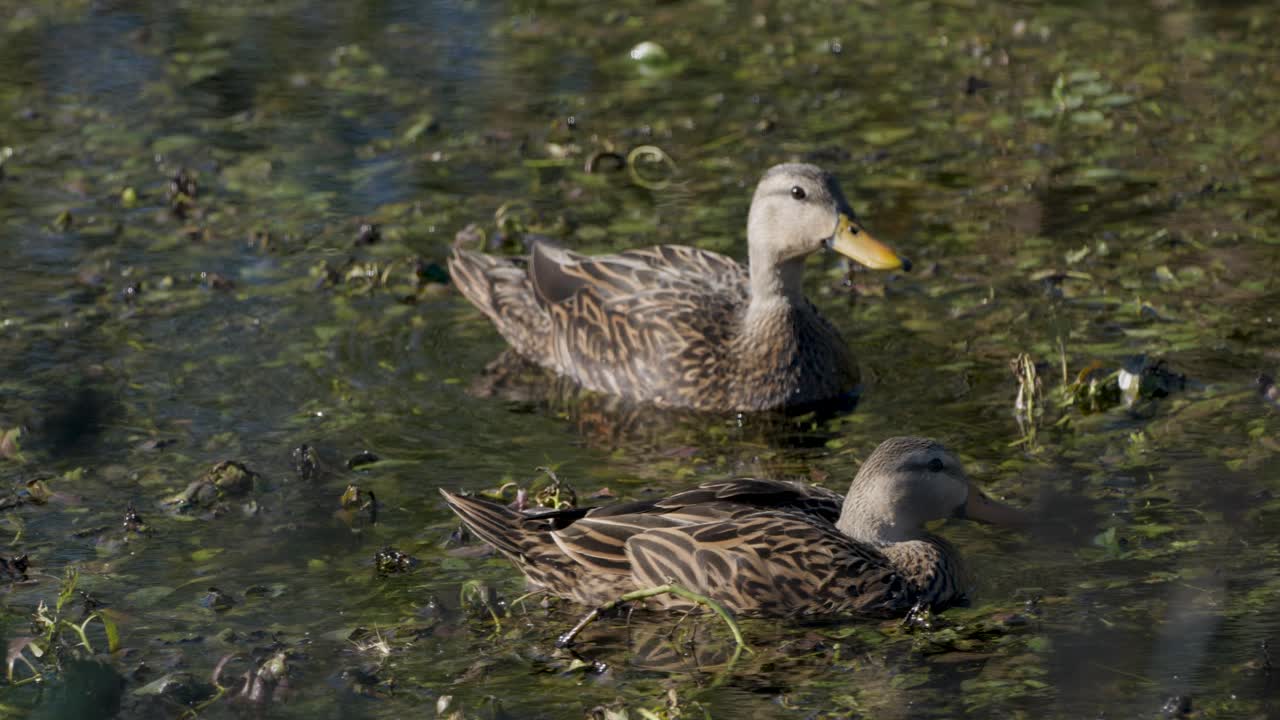 Femmine di germano reale che nuotano nell'acqua guardandosi intorno