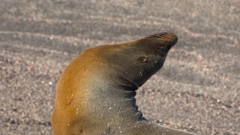 Ein-Junger-Seelöwe-Hautnah-An-Einem-Strand-Von-Galapagos