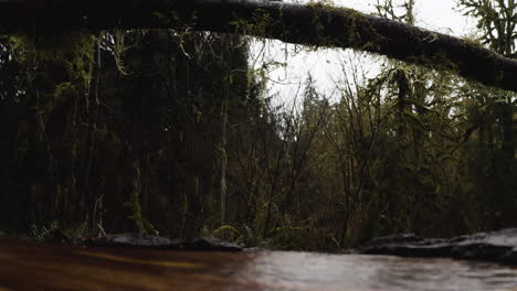 Fallen-Tree-Covered-With-Moss-At-Hoh-Rainforest-In-Olympic-National-Park,-Washington