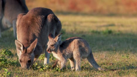 adult kangaroo and young joey graze together on open grassland in warm sunset light, with the joey briefly standing upright and observing surroundings