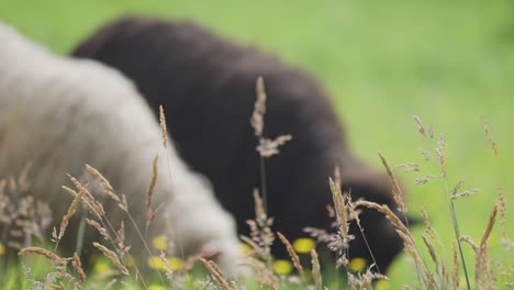 two sheep - black and white, graze on the lush green meadow