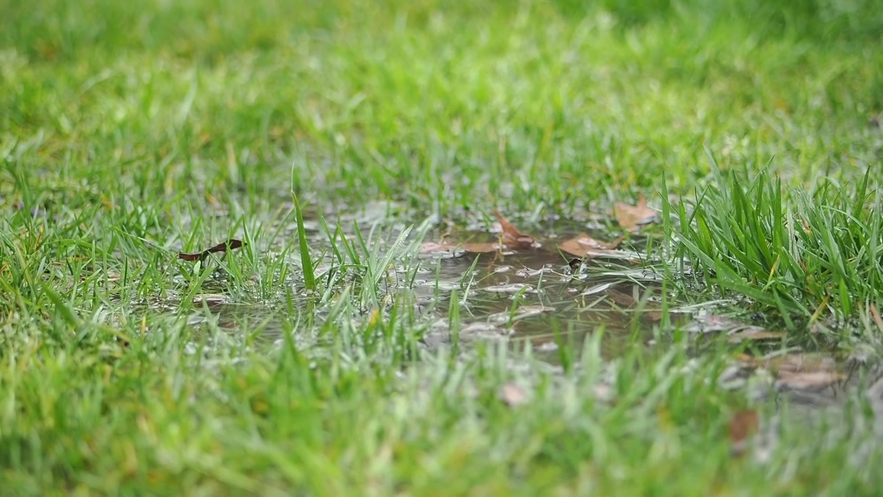Raindrops Creating Ripples in a Puddle on Green Grass