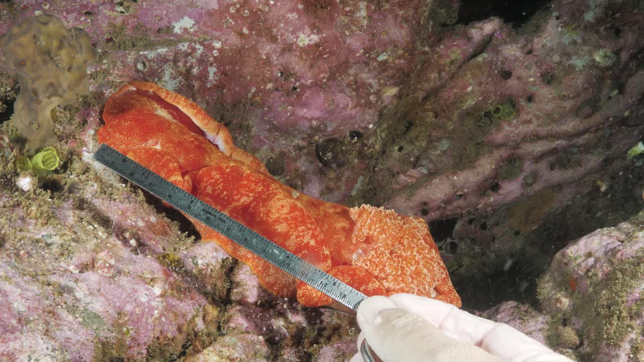 A marine scientist conducting underwater research takes measurements and data from a vibrant sea slug