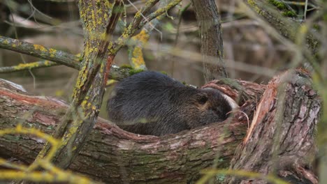 primer plano de nutria dulce descansando sobre un tronco de madera frente al río durante el día soleado