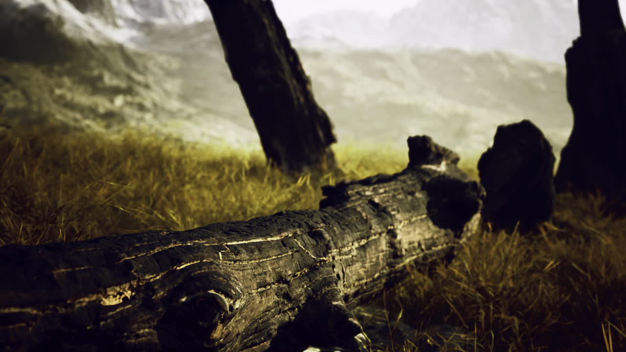 Forest landscape with fallen trees and tall grass under a hazy sky