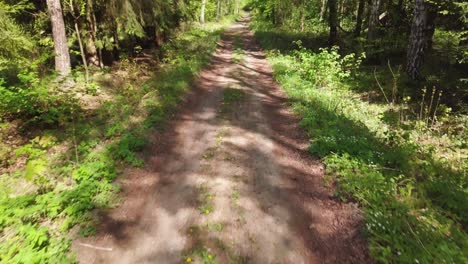 Forest-road