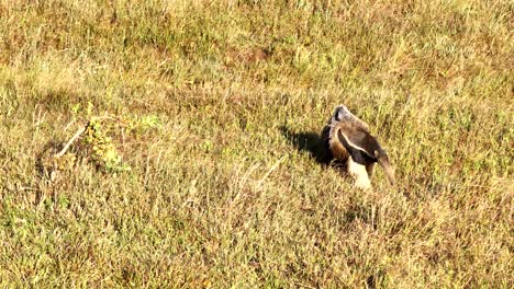 drone view of a giant anteater, a wild animal released into the wild in a national park in serra da canastra