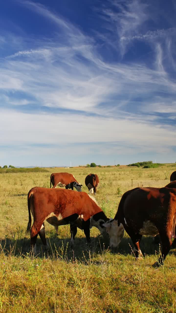 este idílico entorno rural refleja la simple belleza de la naturaleza y la tranquila armonía de la vida agrícola, donde las vacas se mueven tranquilamente, disfrutando de su día al sol.