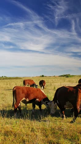 Este-Idílico-Entorno-Rural-Refleja-La-Sencilla-Belleza-De-La-Naturaleza-Y-La-Tranquila-Armonía-De-La-Vida-En-La-Granja,-Donde-Las-Vacas-Se-Mueven-Tranquilamente,-Disfrutando-De-Su-Día-Al-Sol.