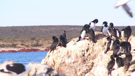 Point-of-View-shot-from-a-boat-of-a-Imperial-Shag-nesting-colony-on-exposed-islands-between-the-sea-on-Patagonia-coast-surrounded-by-seagulls