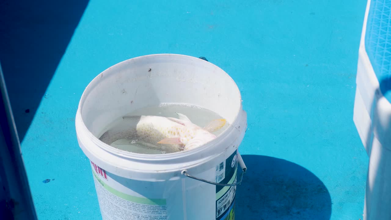 A white bucket containing freshly caught fish sits on a bright blue boat deck under strong sunlight. Minimal camera movement, overhead perspective