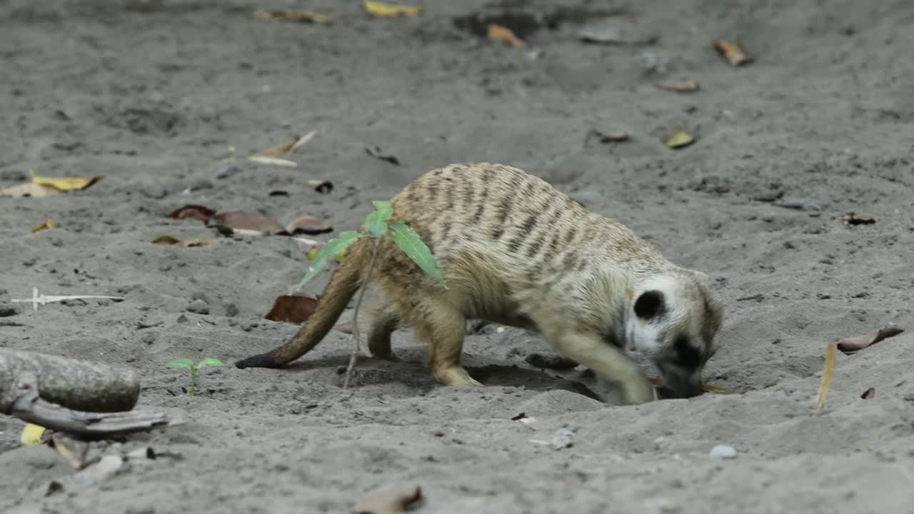 Suricato che scava nella sabbia alla ricerca di cibo nel suo habitat naturale