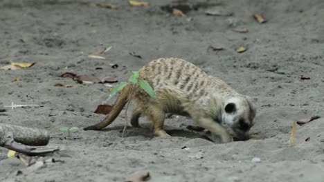 meerkat digging in sand looking for food in natural habitat