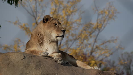 leona tendida en una gran roca mirando alrededor en un día soleado - tiro de ángulo bajo