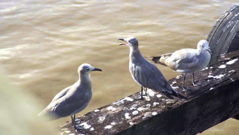 Grupo-De-Gaviotas,-Gaviotas-Risueñas-En-El-Poste,-Pico-Abierto