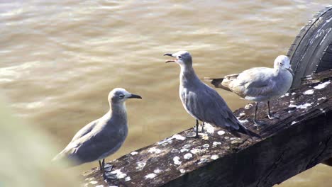 grupo de gaviotas, gaviotas sonrientes en el puesto, pico abierto