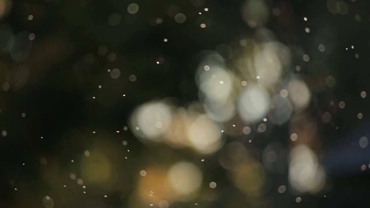 psicodélico movimiento volador mosca insecto borrosa bokeh