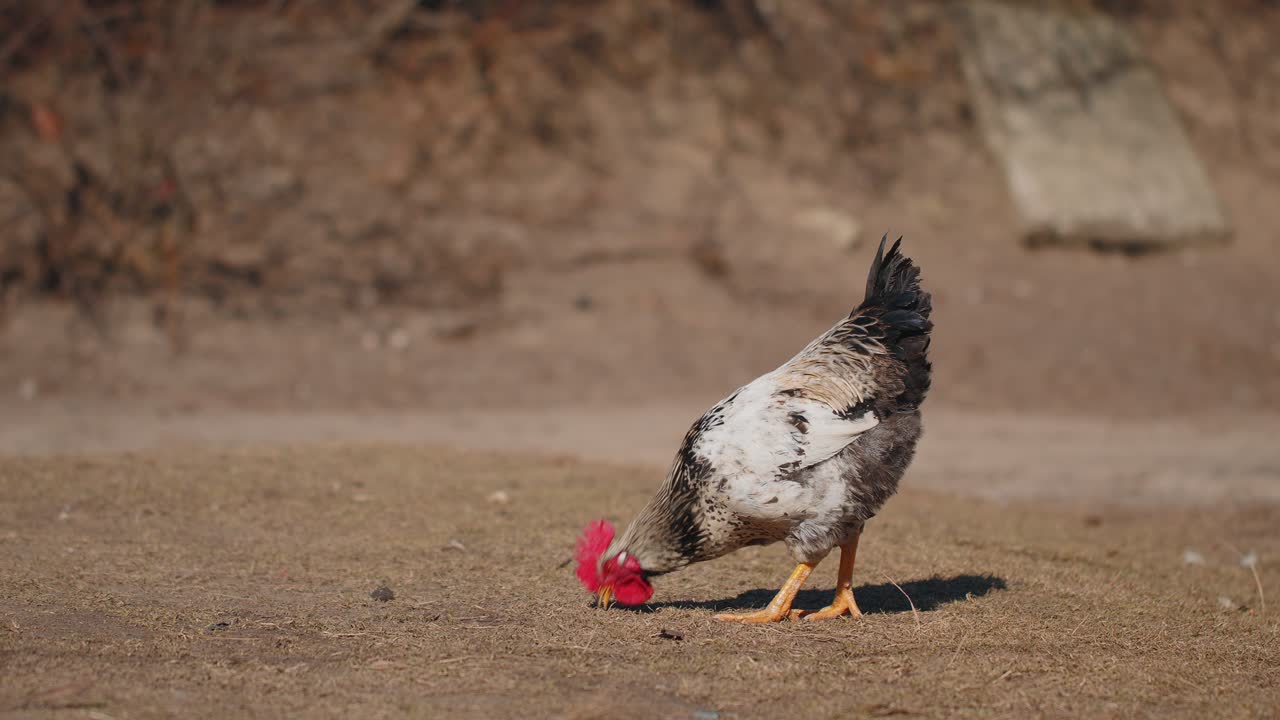 Freerange gray domestic rooster chicken eating grains peck yellow grass on eco home farm wildlife