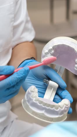 a skilled dental professional demonstrates a detailed mouth model to educate patients about oral hygiene practices