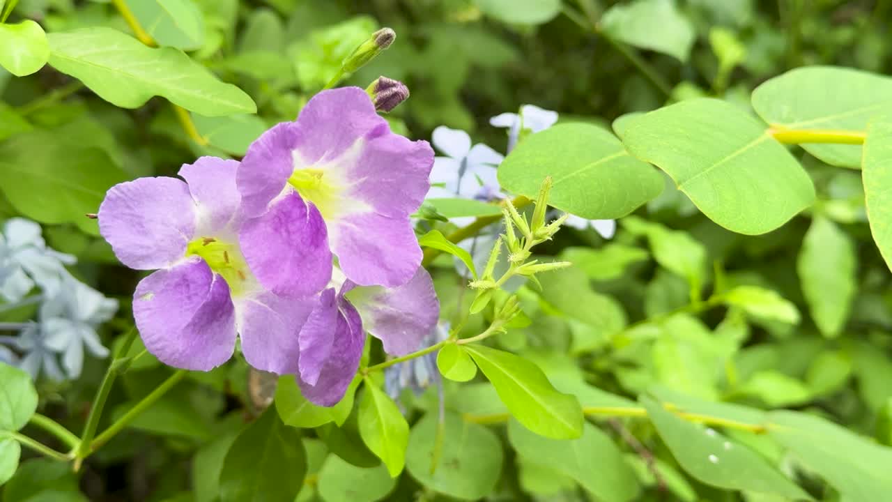Vivid purple Asystasia gangetica flowers gently swaying outdoors, natural daylight, steady close-up shot