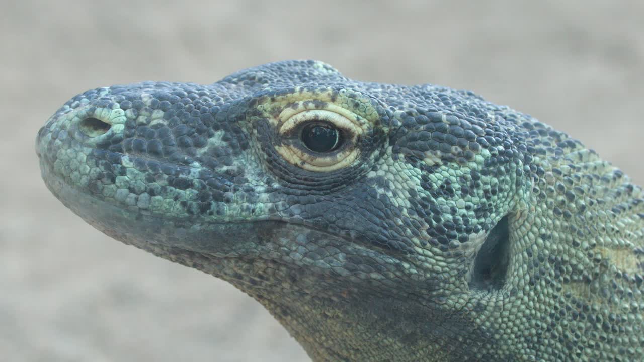 Una ripresa dettagliata di profilo della testa di un drago di Komodo con pelle squamosa e occhi che battono le palpebre.