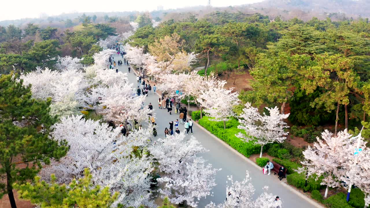 In spring, the cherry blossoms bloom in Zhongshan Park in Qingdao, attracting a large number of visitors to appreciate
