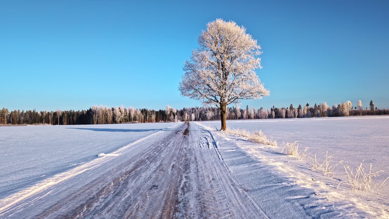 Sneklædt vej gennem en skov af træer dækket af rimfrost - Vidvinkelbillede