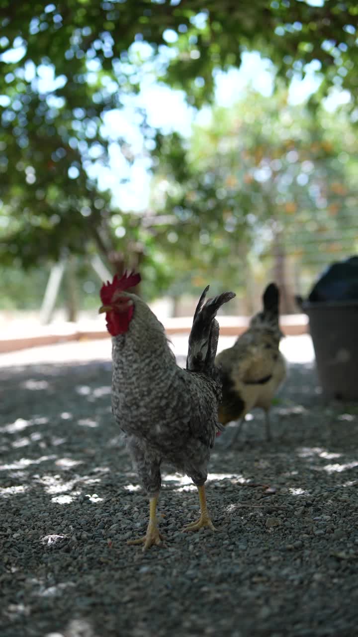 gallo en un jardín
