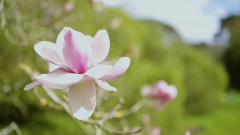 pink magnolia blossoms in spring garden