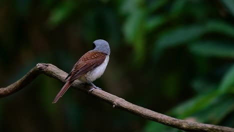 El-Alcaudón-Tigre-Obtuvo-Su-Nombre-Por-El-Patrón-De-Tigre-En-Sus-Plumas,-Ya-Que-También-Es-Un-Depredador-De-Un-Ave-Que-Se-Alimenta-De-Insectos,-Mamíferos-Muy-Pequeños-E-Incluso-Aves-De-Su-Tamaño.