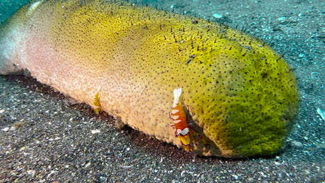 two emperor shrimps on a brown sandfish sea cucumber which moves slowly over sandy seabed