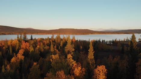 orbit shot around tall pine trees ripping through autumn forest canopy, revealing golden background of mid-fall foliage and crystal cold lake between mountainous setting, in lapland, sweden