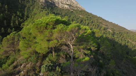 aerial view of a lush green mountain forest