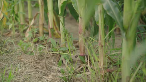vista de ángulo bajo del tallo de las plantas intactas al suelo en el campo de maíz
