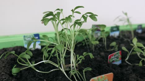 overlook on the growing sprouts in home made garden