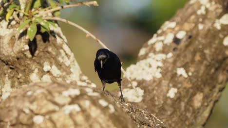 A-wild-fierce-shiny-cowbird-with-black-plumage-and-purple-iridescent-walking-and-foraging-on-branch-attachment-searching-for-invertebrates-and-hop-off-and-fly-away,-close-up-shot