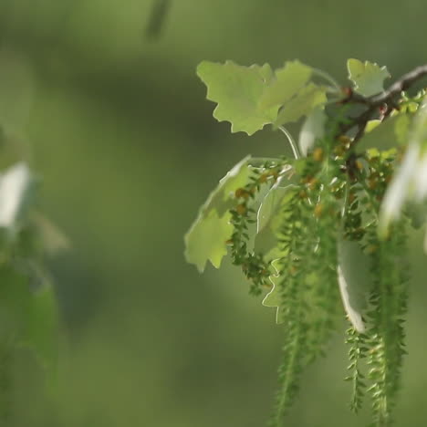 tree leafs swing on wind in spring, nature background