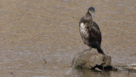 Young-Great-Cormorant-Bird-Grooming-Cleaning-Feathers-Perched-on-Post-Above-Lake-Water-in-Hesse,-Germany