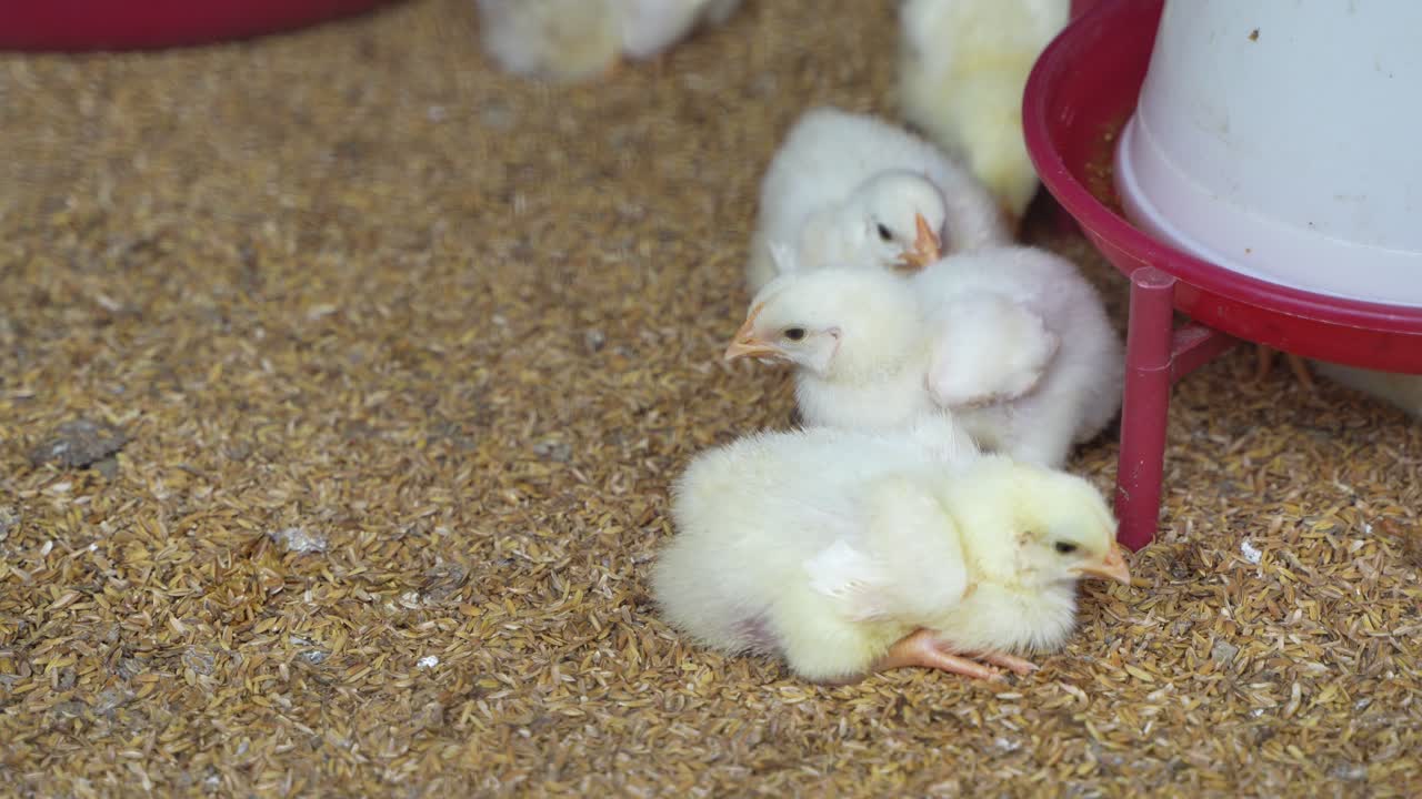 There are baby chickens in the poultry farm.