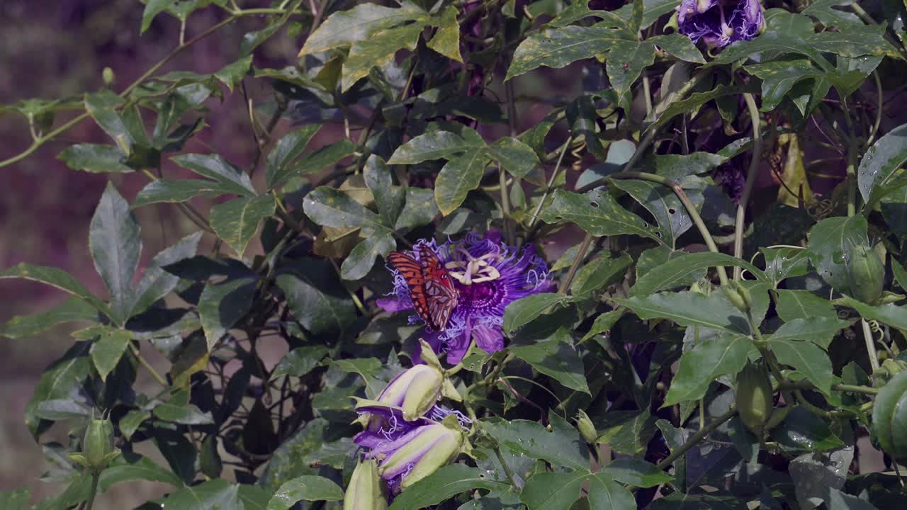 A Gulf fritillary butterfly feeds on nectar from a passion flower