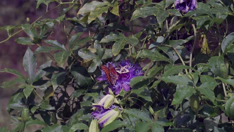a gulf fritillary butterfly feeds on nectar from a passion flower