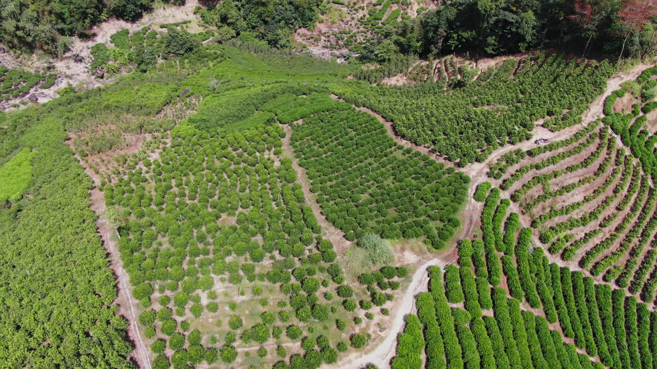Aerial View of a Lush Coffee Plantation