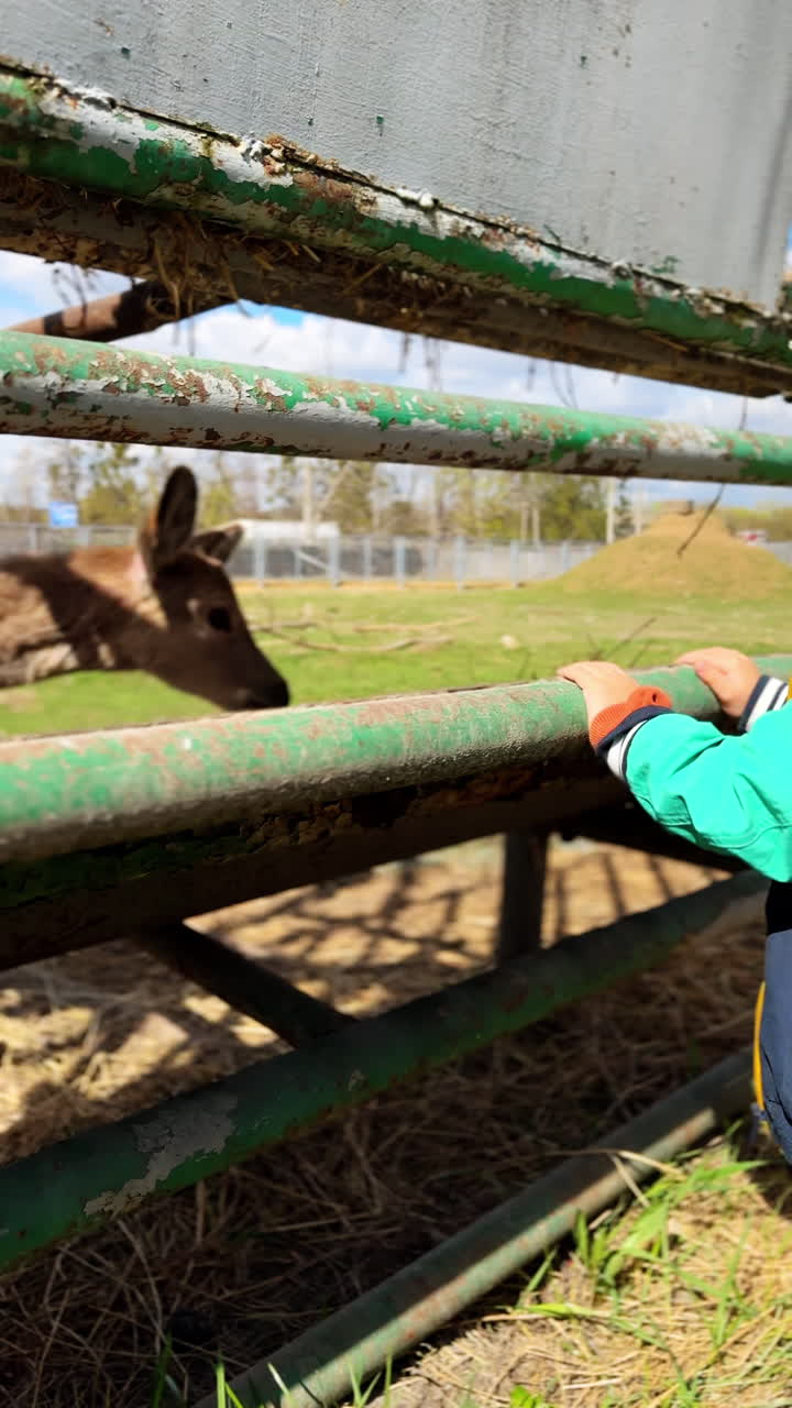 Lovely baby standing at the fence of an animal living in the zoo. Kid takes a piece of apple and throws it to the deer. Vertical video.